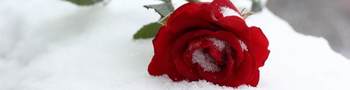 winter rose.jpg